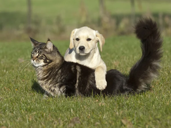 Mascotas felices jugando