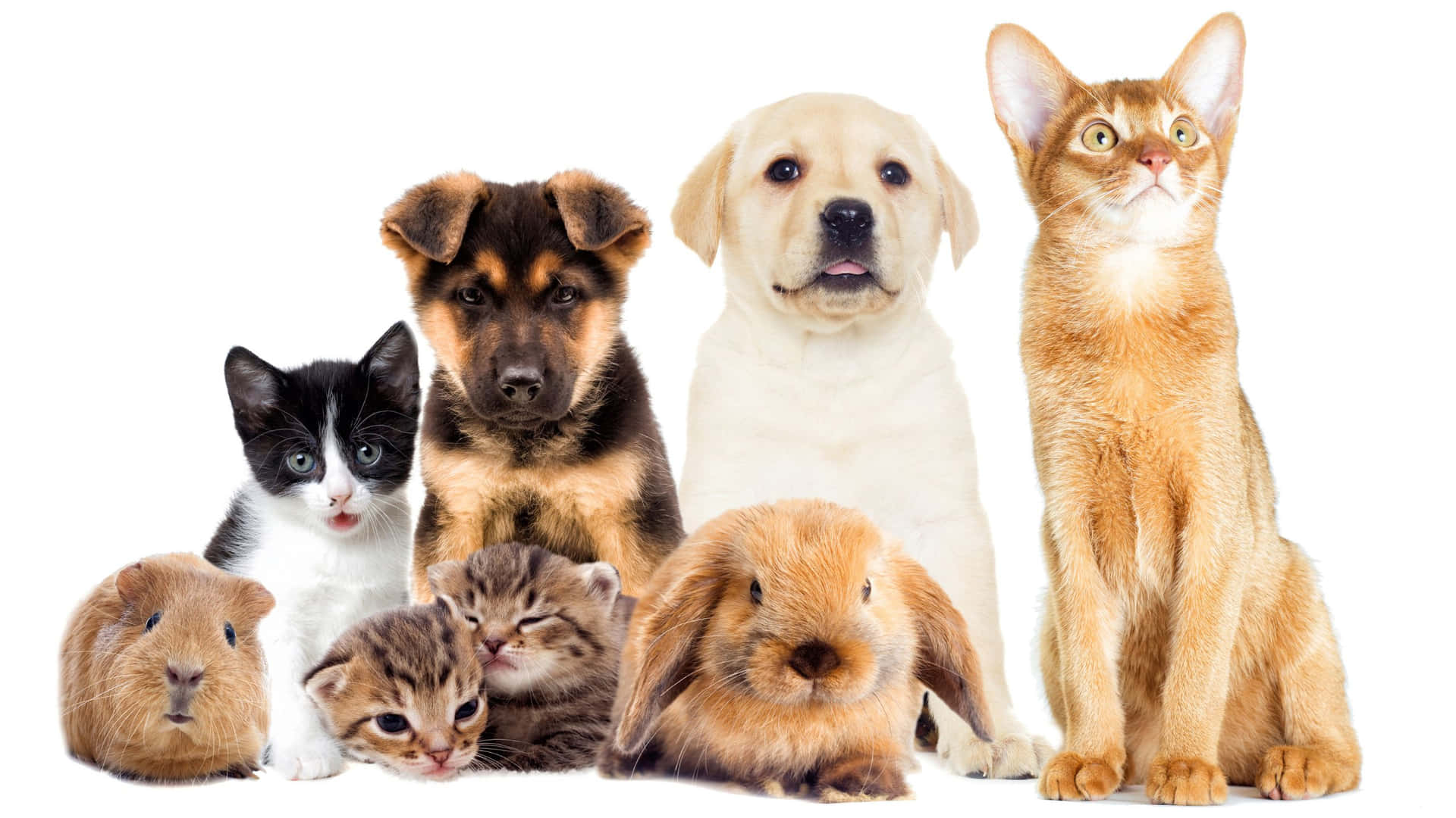 Mascotas felices con sus dueños